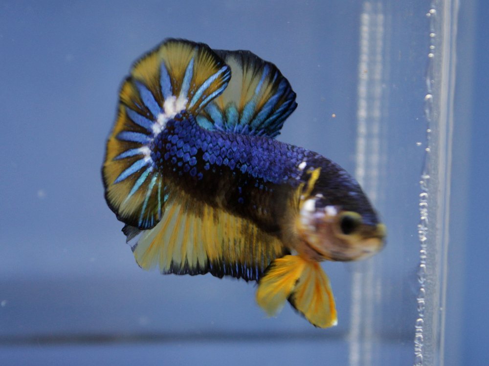 Betta mustard gas de terceira geração, corpo azul metálico e nadadeiras amarelas