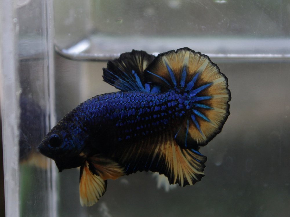 Betta mustard gas de sexta geração, corpo azul escuro e caudal mostarda ampla