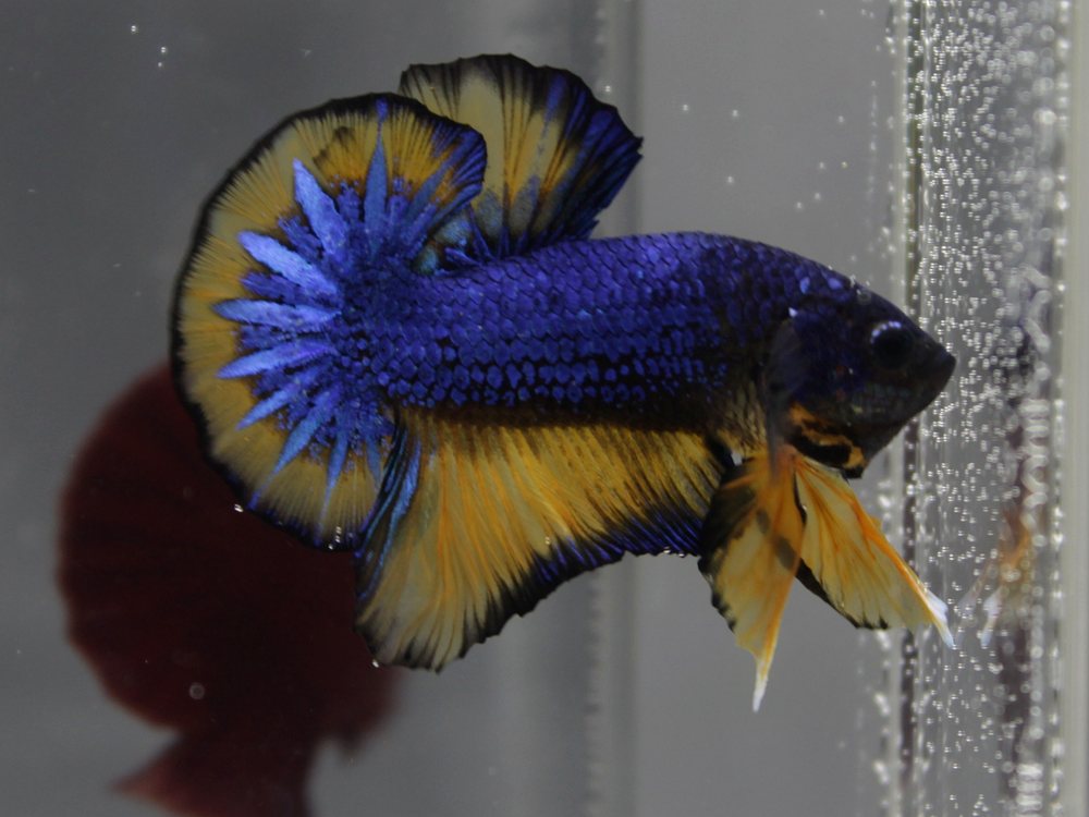 Betta mustard gas de sétima geração com corpo violeta e nadadeiras amarelas