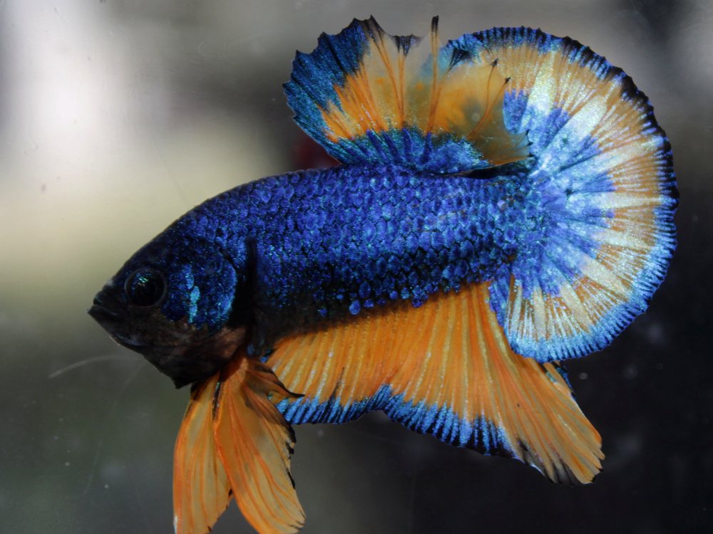 Betta mustard gas da geração atual, azul intenso com nadadeiras laranja