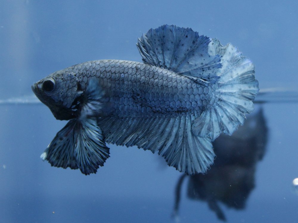 Betta Azul Steel Plakat