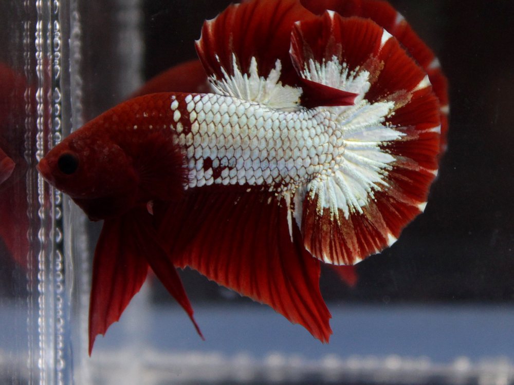 Betta WS Plakat vermelho e branco
