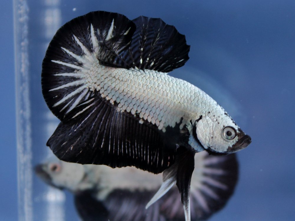 Betta Black Dragon Plakat