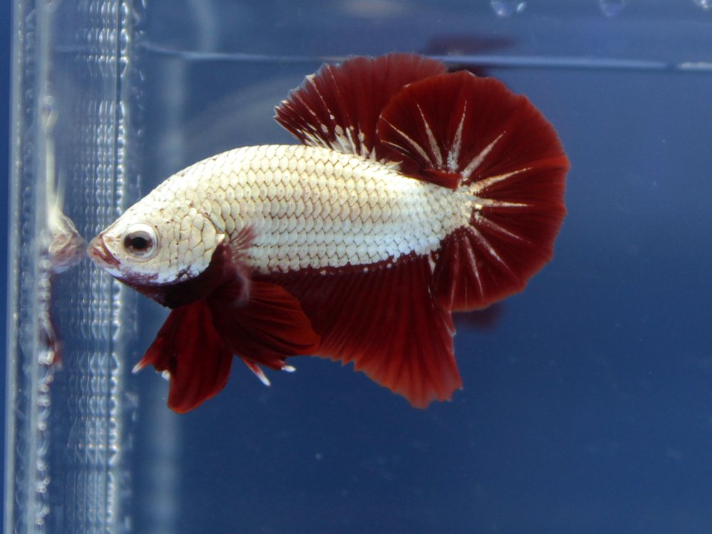 Betta Red Dragon Plakat