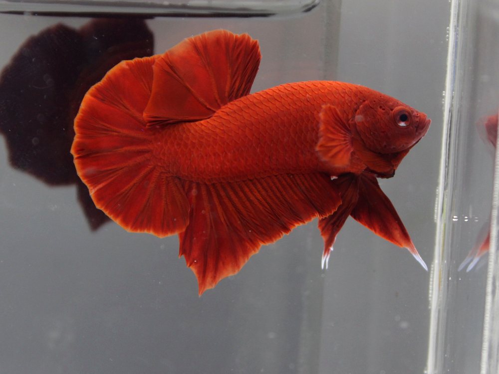 Betta Super Red Plakat
