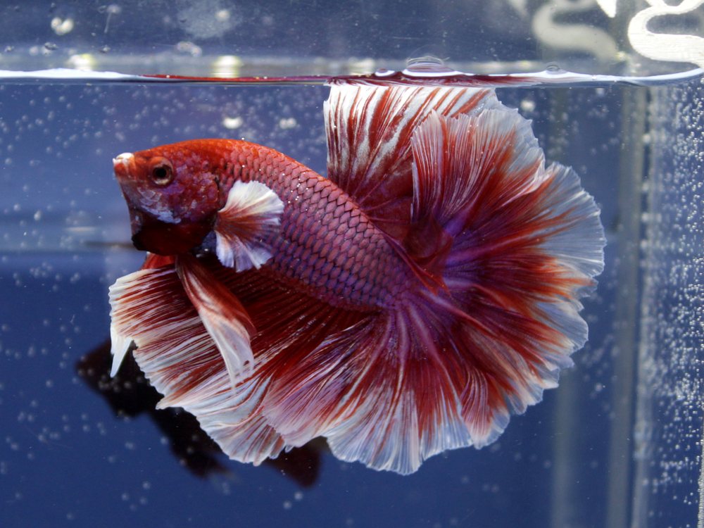 Betta Pink Salamander de cauda longa